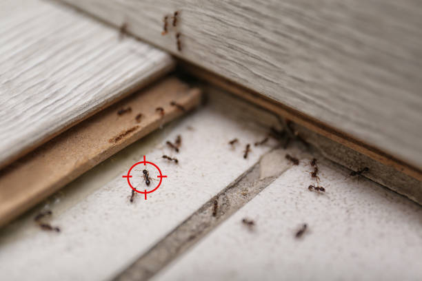 Best Bed Bug Extermination  in Suncoast Estates, FL